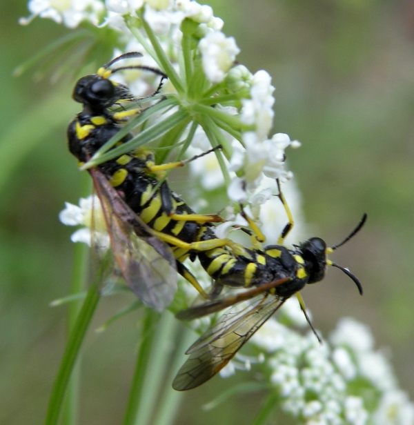 Tenthredinidae innamorate!